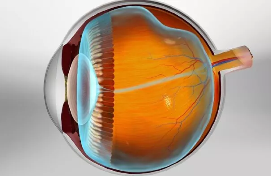 Imagem Retina e V%C3%ADtreo